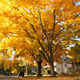 Illustration for article titled 48 Photos Of Autumn Around The World
